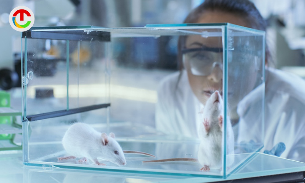 Why-Animal-Testing-Is-Still-Used-in-Medical-and-Scientific-Research