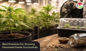 Best Practices For Growing Feminized Seeds