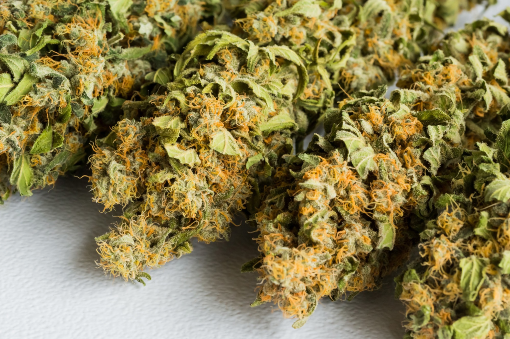 Best Practices For Growing Feminized Seeds