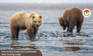 How to Find a Safe and Comfortable Bear-Viewing Lodge