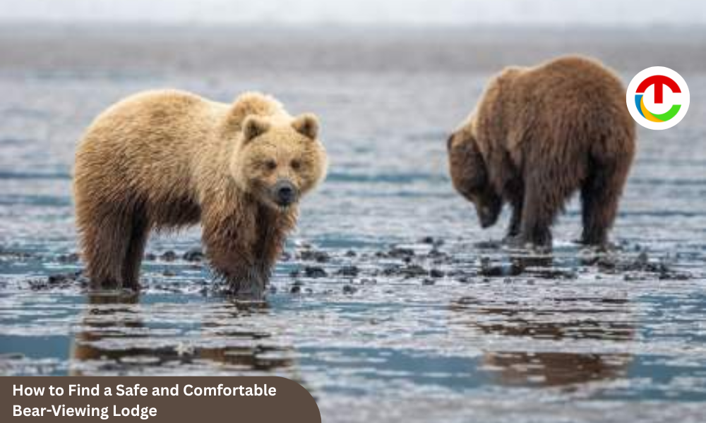 How to Find a Safe and Comfortable Bear-Viewing Lodge