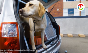 How Are K-9 Police Vehicles Outfitted Differently from Patrol Cars? | CIO Times Magazine